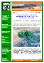 Poda o soca de cafetales.