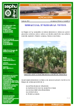 Stress en la papaya.