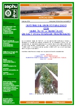 Ensayo de Humita-15 y 40 en rosas.