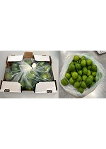 Conservaci�n de productos frescos durante el transporte y almacenamiento
