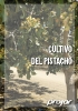 Diptico pistacho version