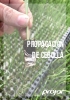 Semilleros cebolla