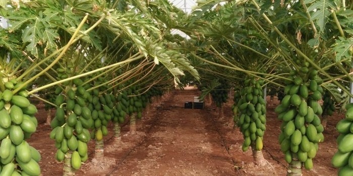 Claves para producir papaya con éxito en España