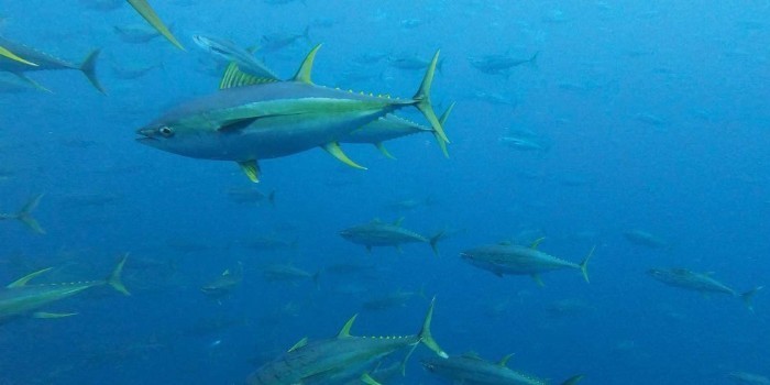 La productividad y el tamaño de las especies de atún disminuirán debido al cambio climático
