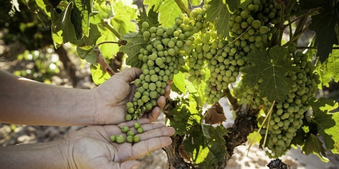 Imagen del artculo Reducir la aplicacin de fitosanitarios en via y olivar es posible y as lo demuestra el proyecto NOVATERRA