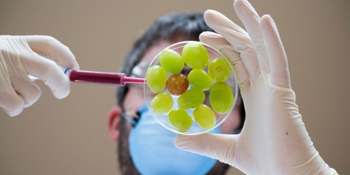 Variedades resistentes, una solución genética para la viticultura del futuro