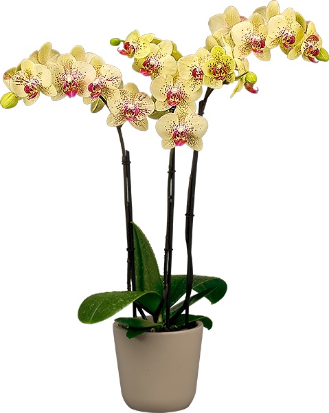 Orchids Floricultura Yellow umbrella - Gardening - Orchids
