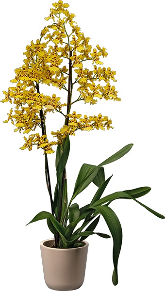 Orquídeas Floricultura Tigrinum x coronation - Jardinería - Orquídeas