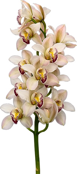 Foto de Orquídeas