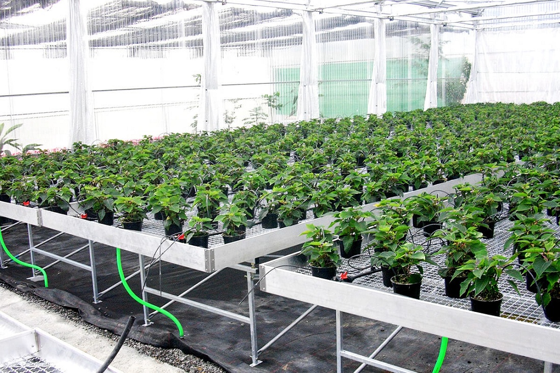 Foto deMesas de cultivo para invernaderos