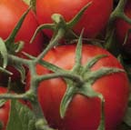 Fotografia de Semillas de tomate de industria