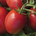 Foto de Semillas de tomate de industria