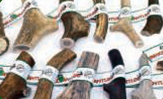 Foto de Astas naturales de ciervo