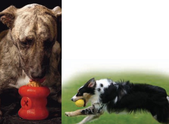 Foto de Juguetes interactivos