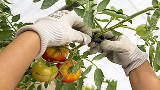 Foto de Clips para tomate