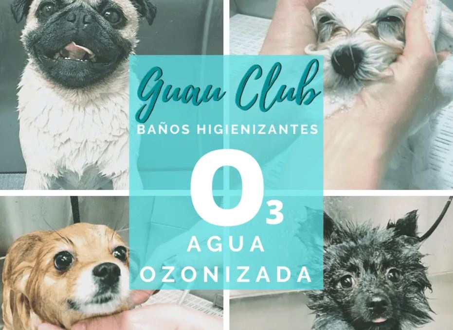 Foto de Servicios ozono terapia para mascotas