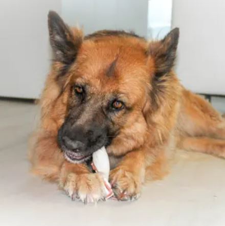 Foto deSnacks dentales de pato para perros