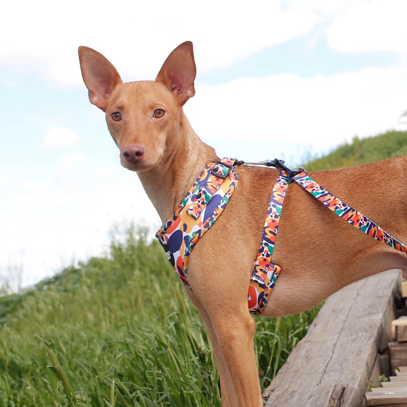 ANIMALS - Collar para perros ajustable – Pollo & Paco