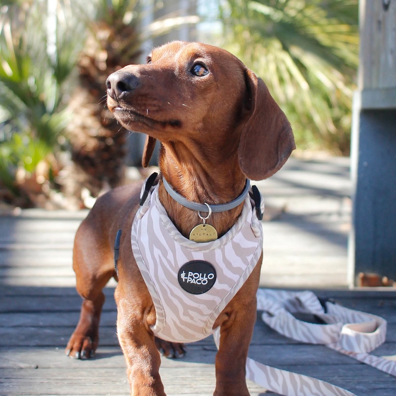 ANIMALS - Collar para perros ajustable – Pollo & Paco