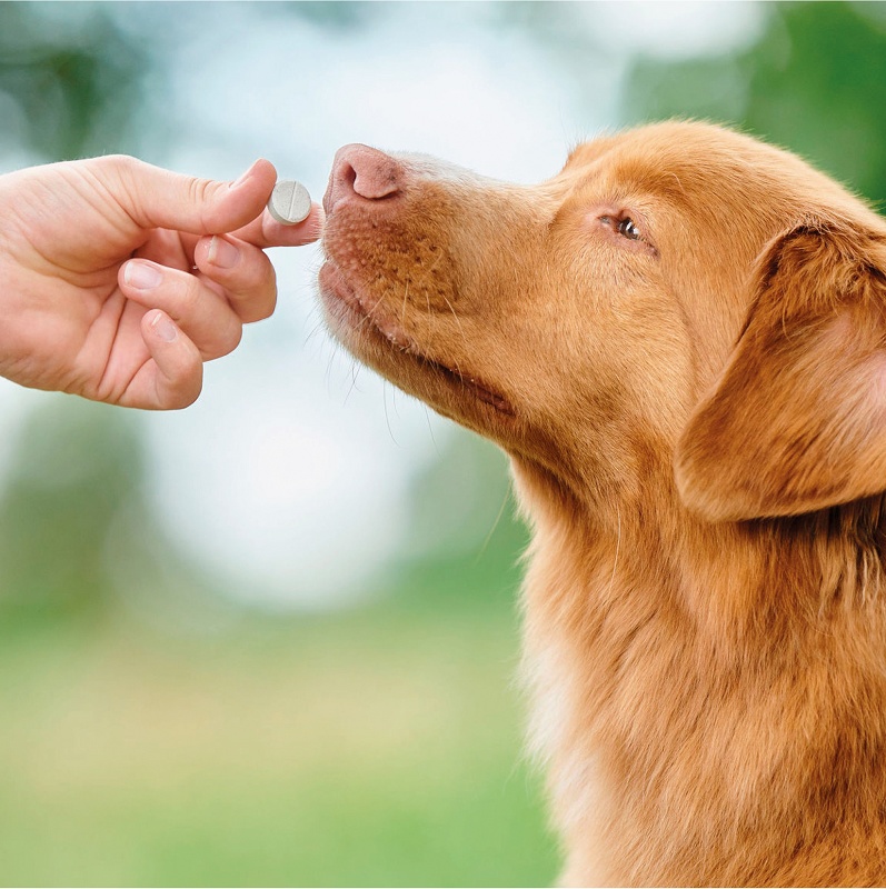 Foto deComprimidos naturales para perros medianos y grandes