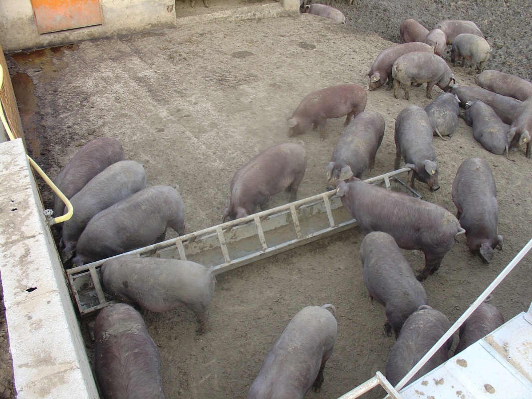 Foto deBandejas cochinos