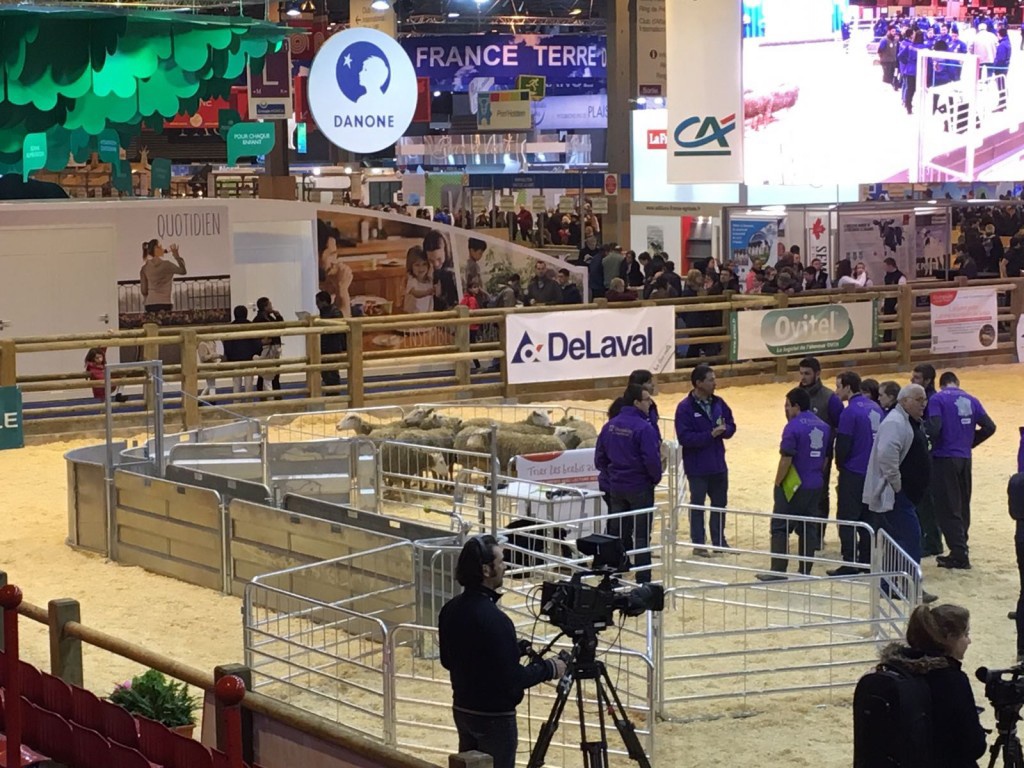 Foto de Mangas de manejo ovino