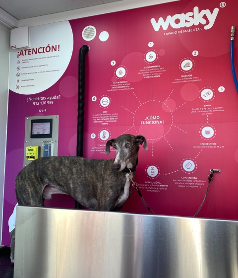 Foto de Cabinas lavamascotas