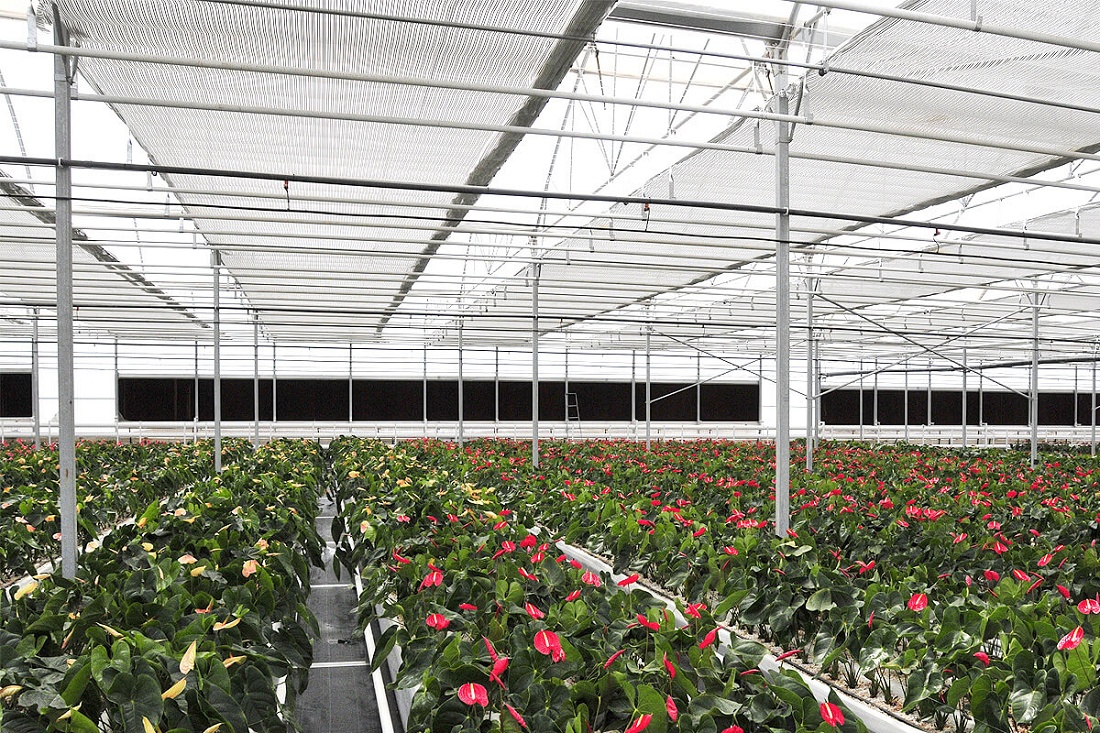 Foto dePantallas para invernaderos