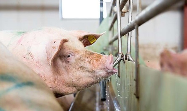 Foto de Bebederos para cerdos