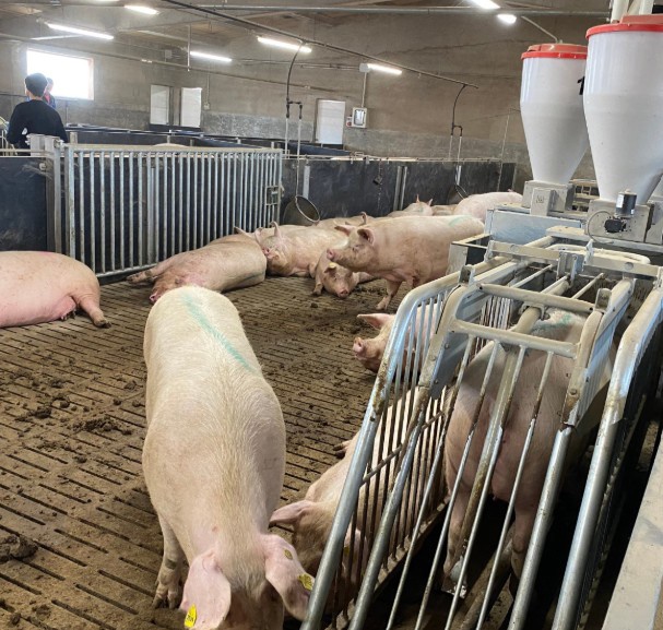 Foto deBoxes autoblocantes para la alimentación de grupos de cerdas