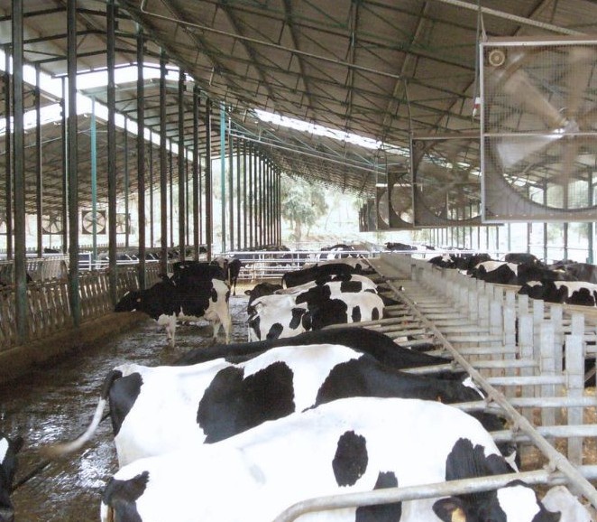 Foto deCuadras para vacas lecheras