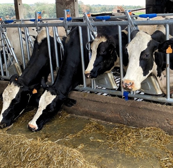 Foto de Cuadras para vacas lecheras