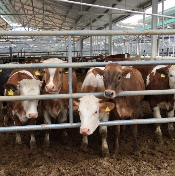 Foto de Naves para terneros