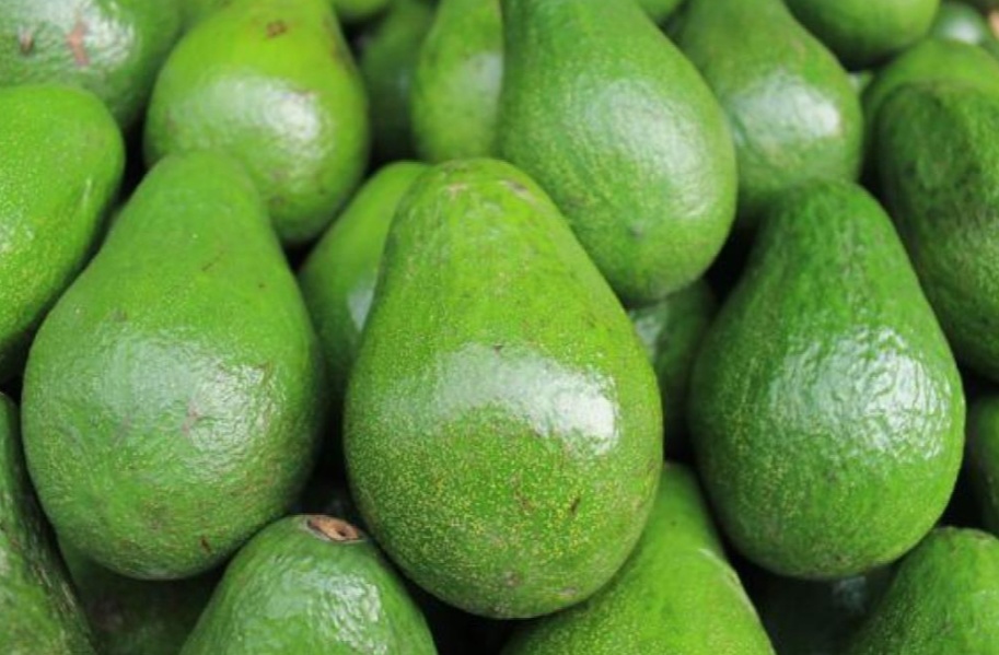 Foto deAguacates clonales