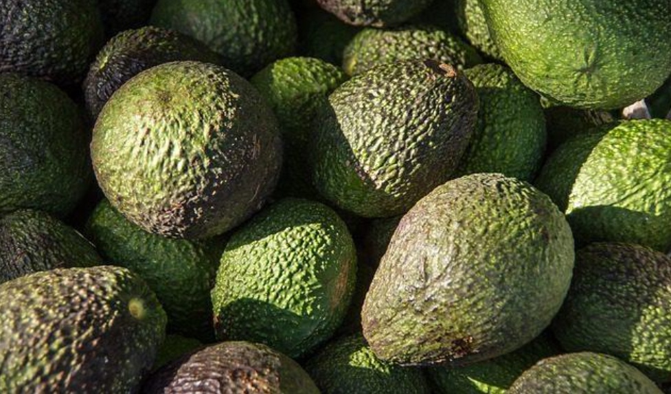 Foto de Aguacates clonales