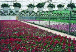 Foto de Fertilizante organo-mineral ecológico NPK