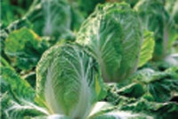 Picture of Chinese cabbage