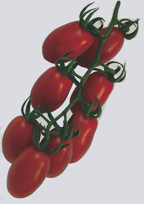 Foto de Semillas de tomate Cherry Pera