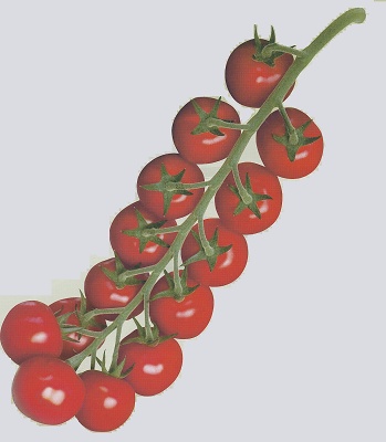 Foto de Semillas de tomate Cherry Redondo