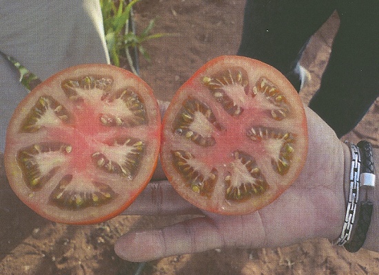 Foto de Semillas de tomate determinado redondo