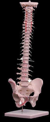 Foto de Reproducciones de la columna vertebral