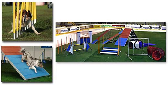 Foto de Obstáculos para el entrenamiento de mascotas