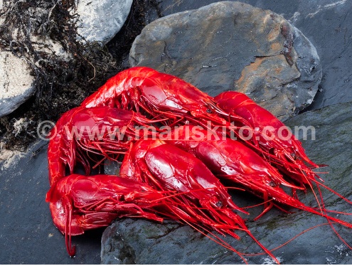 Picture of Carabineros