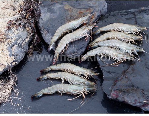 Picture of Raw prawns