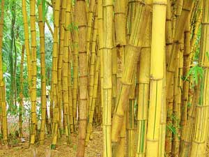 Foto de Tutores de bambú