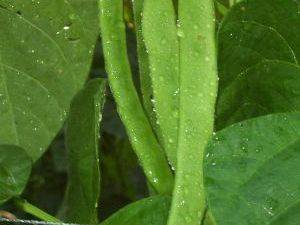 Picture of Green beans