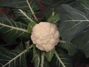 Picture of Cauliflowers