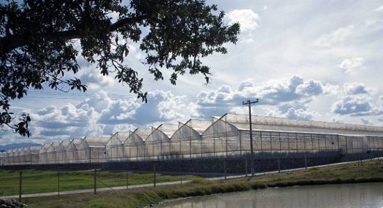 Foto de Invernaderos