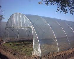 Foto de Invernaderos