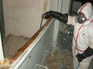 Foto de Tratamientos contra las termitas